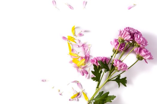 Purple chrysanthemum and petals on pink background