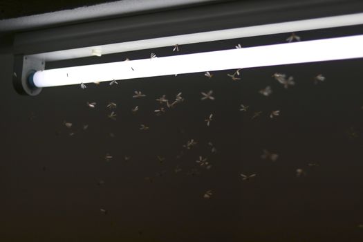 Mayfly are flying, playing around the fluorescent lights.