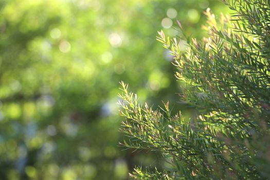 Natural pine leafs background with selective focus.