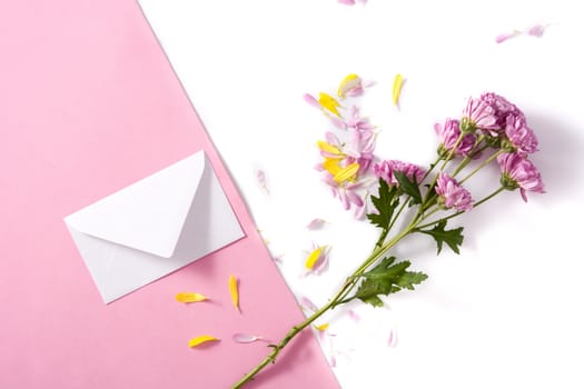 Purple chrysanthemum, petals and paper envelope on pink and white background