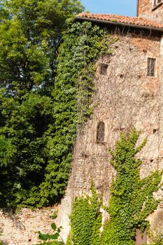 weeds and ivy invade a wall spreading from the main plant