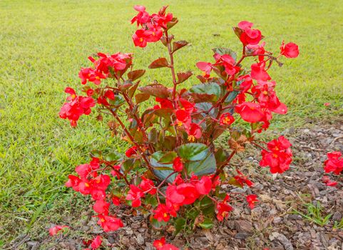 a new guinea plant of red color of the sun type because the flower resists sun exposure