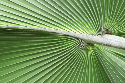 Green palm leaves with petioles background. Green palm leaves background.