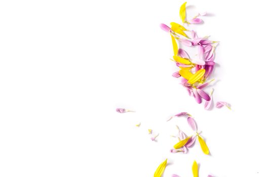 Purple and yellow chrysanthemum petals isolated on white background