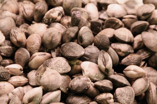 Raw fresh clams vongole seashells background close-up at market