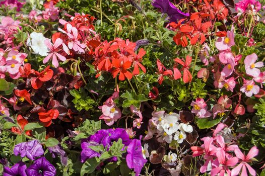 A closely planted bed of blooming summer flowers including petunias, begonias and pelargoniums in pink, purple and red.