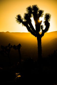 Trees in silhouette during orange sunset, at Joshua Tree National Park, California, USA.