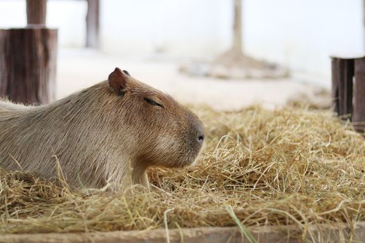 Capybara sat with eyes closed on the straw.