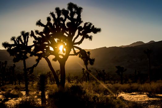 Trees in silhouette during orange sunset, at Joshua Tree National Park, California, USA.