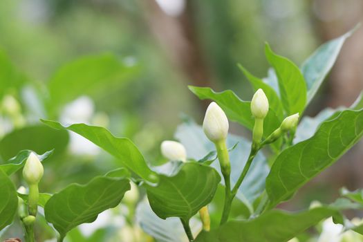 Young white gardenia and leaves with blurred background.