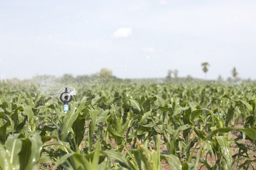 Corn plantations were watered by sprinklers.