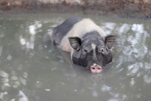Pig soak in the water to cool off in the pond. A black dwarf pig immersed in a pond.