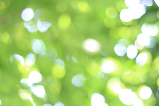 Green blurred bokeh background. Abstract green bokeh background.