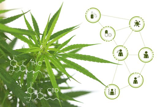 Cannabis with chemical formula and icon about the benefits of cannabis floating around.