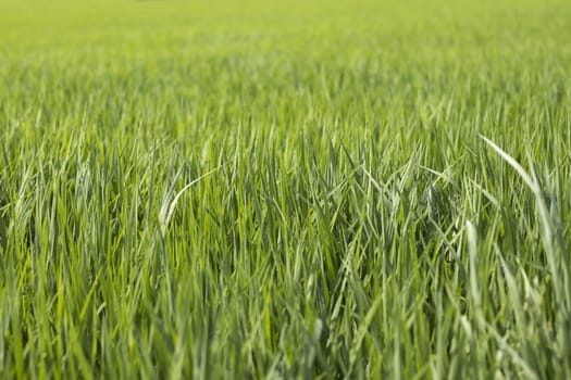 Green rice fields background. The vast green meadow.