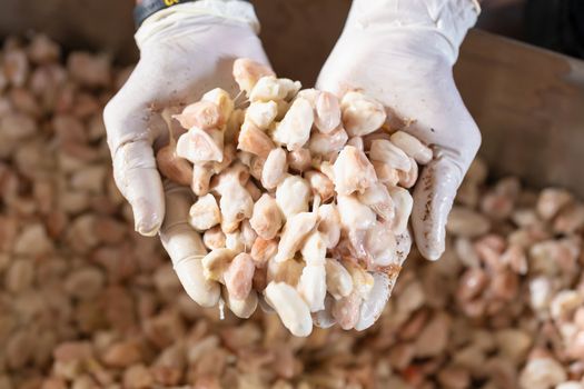 man holding a ripe cocoa fruit in hand. After removing the cocoa seeds from the cocoa pods.