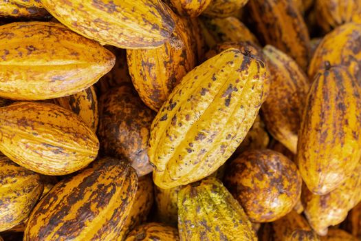 Cacao fruit, raw cacao beans and Cocoa pod background.