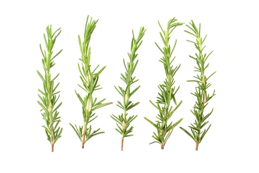 Fresh rosemary bunch isolated on white background.