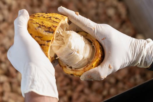 man holding a ripe cocoa fruit with beans inside and Bring seeds out of the sheath.