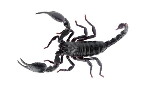 Black scorpions isolated on a white background.