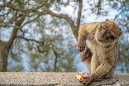 feeding monkeys by tourists in a nature reserve.