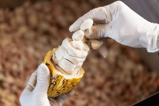 man holding a ripe cocoa fruit with beans inside and Bring seeds out of the sheath.