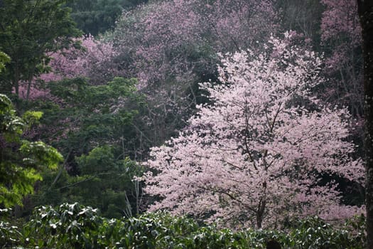 Cherry blossom , pink sakura flower in forest