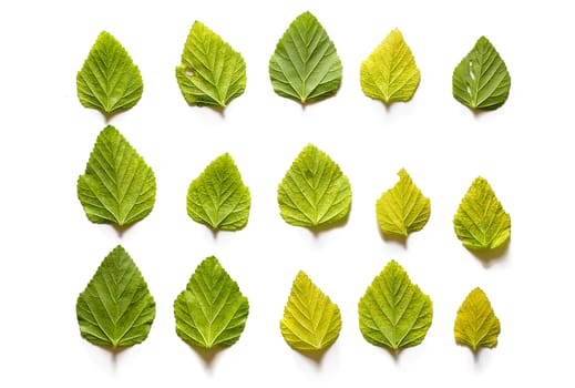 Green leaves isolated on a white background.