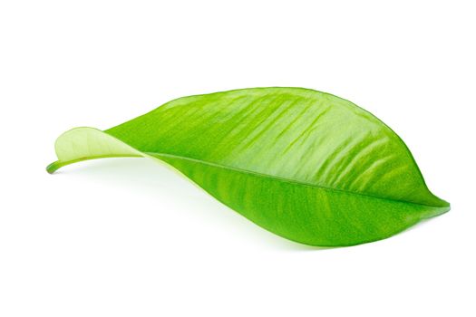 Mangosteen leaves isolated over a white background.