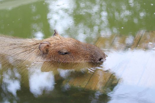 Brown capybara soaking in the water to cool off.