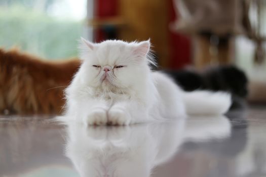 A white persian cat sat with eyes closed on the floor.