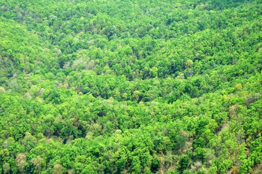 Top View of Green Forest Background.