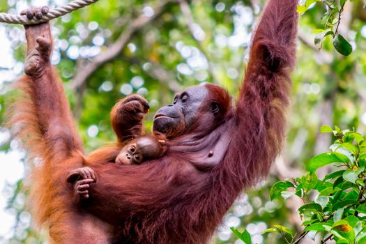 Orangutan hanging in a tree in the jungle of Borneo, holding a baby. Animal wildlife