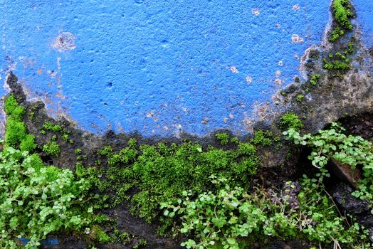 Green Leaves with Blue Painting Concrete Wall.