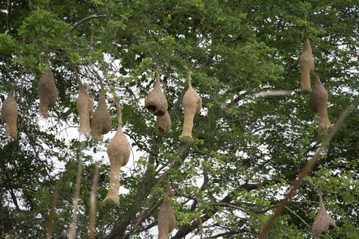 Many birds nest hanging on the trees. Sparrow nest hanging on the tree.