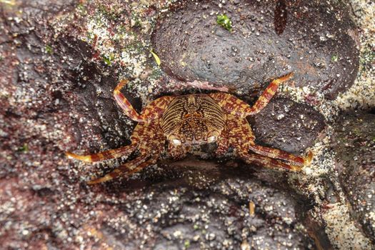 A Sally lightfoot crab walks across rocks in the Bali Islands, Indonesia. Grapsus grapsus Sally lightfoot crab on black lava rock. Red lightfoot crabs on black stone. Beautiful sea creature.