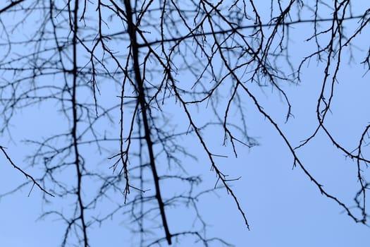 Silhouette of Branches with Blue Sky Background.