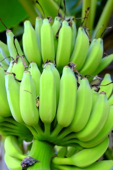 Unripe Bananas in The Garden.