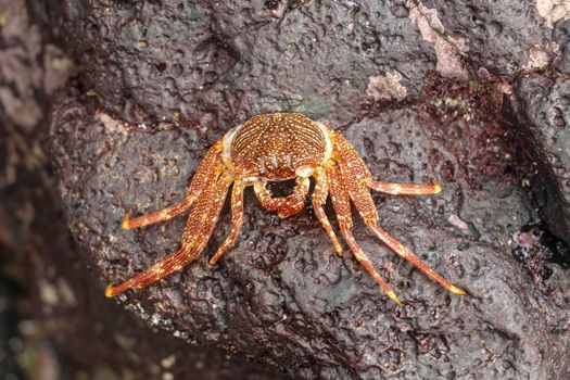Beautiful colorful Sally Fish red Crab. Natural wildlife shot in San Cristobal, Galapagos. Crabs resting on rocks with dark background. Wild animal in nature. Close up with copyspace.