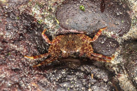 A Sally lightfoot crab walks across rocks in the Bali Islands, Indonesia. Grapsus grapsus Sally lightfoot crab on black lava rock. Red lightfoot crabs on black stone. Beautiful sea creature.
