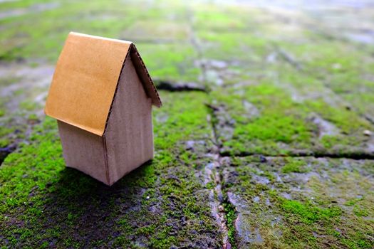 Cardboard House on Moss Ground.