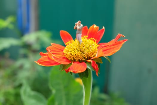 Miniature Photographer, Taking Photo on Flower.