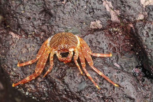 Beautiful colorful Sally Fish red Crab. Natural wildlife shot in San Cristobal, Galapagos. Crabs resting on rocks with dark background. Wild animal in nature. Close up with copyspace.