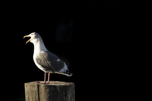 Seagull on pole on dark and black background, copy space