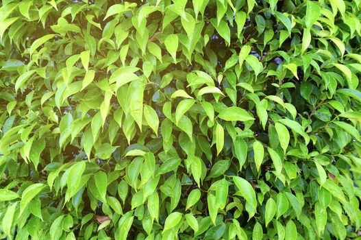 Green Leaves Background with Light Leak.