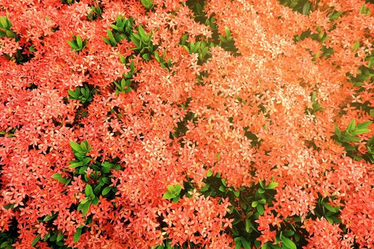 Ixora Flower Background with Light Leak.