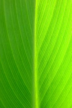 Close up Green Leaf Texture Background.