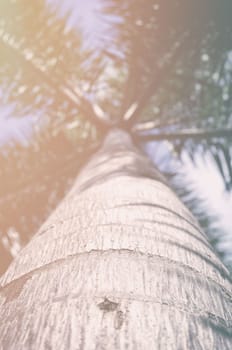 Close up Coconut Tree in Summer Style.