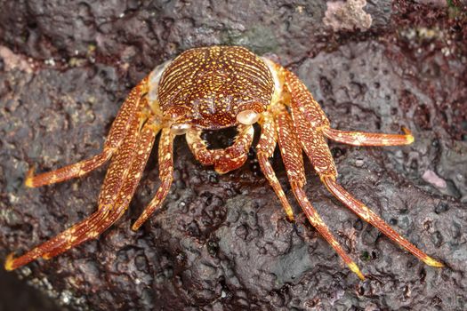 Beautiful colorful Sally Fish red Crab. Natural wildlife shot in San Cristobal, Galapagos. Crabs resting on rocks with dark background. Wild animal in nature. Close up with copyspace.