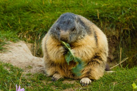 a marmot is eating quiet in a meadow near its den